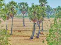 窓の外に広がるペッチャブリーの田園風景が美しすぎた。🌴☀️