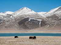 EBC (MT.Qomolangma base camp) 