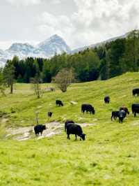 Summer on the Scenic Glacier Express: From Zermatt to St. Moritz