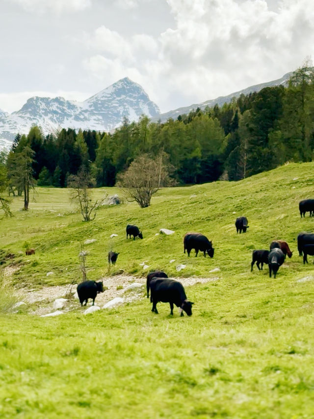 Summer on the Scenic Glacier Express: From Zermatt to St. Moritz