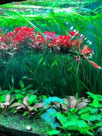 Aquaria KLCC: A Must-Visit Family Adventure This Summer! 