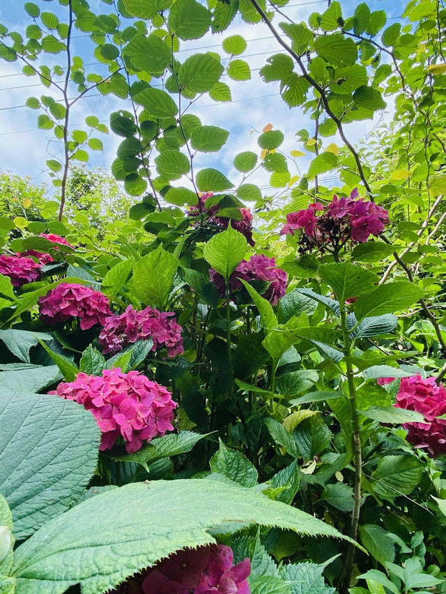 緑に包まれるって、こういうことかも🌿@牧野植物園(高知)