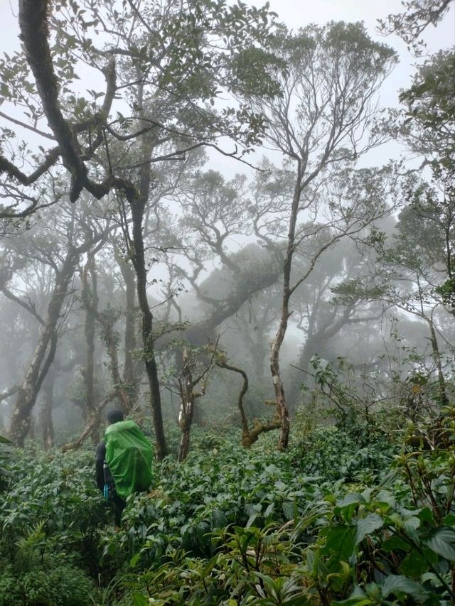 เขาหลวงนคร เนินลมฝน - หนานระฟ้า 1,600 m