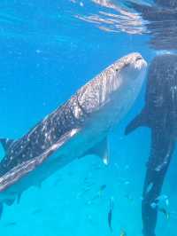 《セブ島》フィリピン　ジンベイザメとアイランドホッピング