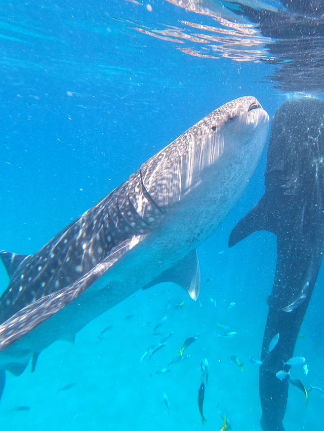 《セブ島》フィリピン　ジンベイザメとアイランドホッピング
