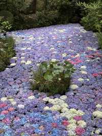 【福岡・篠栗】期間限定！紫陽花の池💜