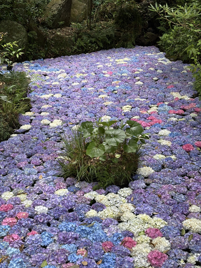 【福岡・篠栗】期間限定！紫陽花の池💜