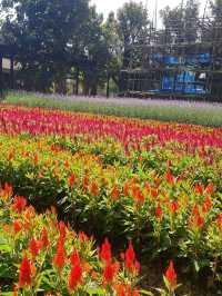 🌿✨ Discover Dantewada’s Land of Angels Waterfall Park – Chiang Mai’s Fairy‑Tale Escape ✨🌿