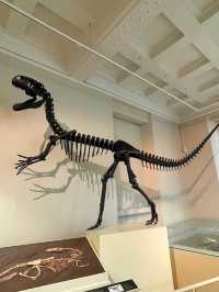 Leicester Museum and Art Gallery