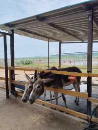 Desaru Mini Zoo, Interactive Encounters for the Whole Family