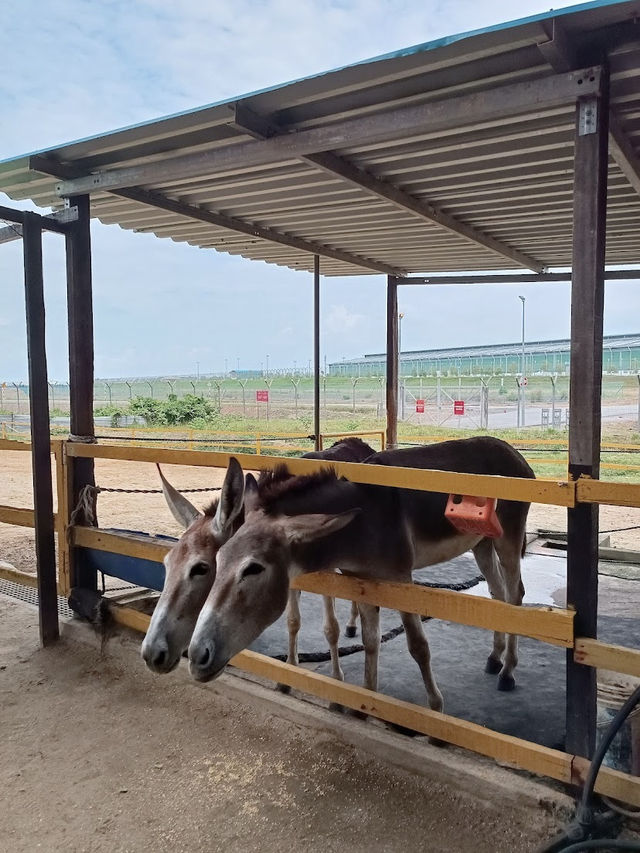 Desaru Mini Zoo, Interactive Encounters for the Whole Family