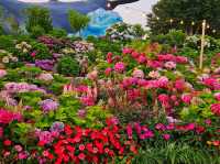As dawn comes by, the hydrangeas blossomed in full glare
