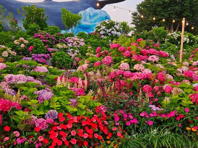 As dawn comes by, the hydrangeas blossomed in full glare