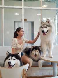 "The cutest dog café 🐶 @ Dog in Town!”