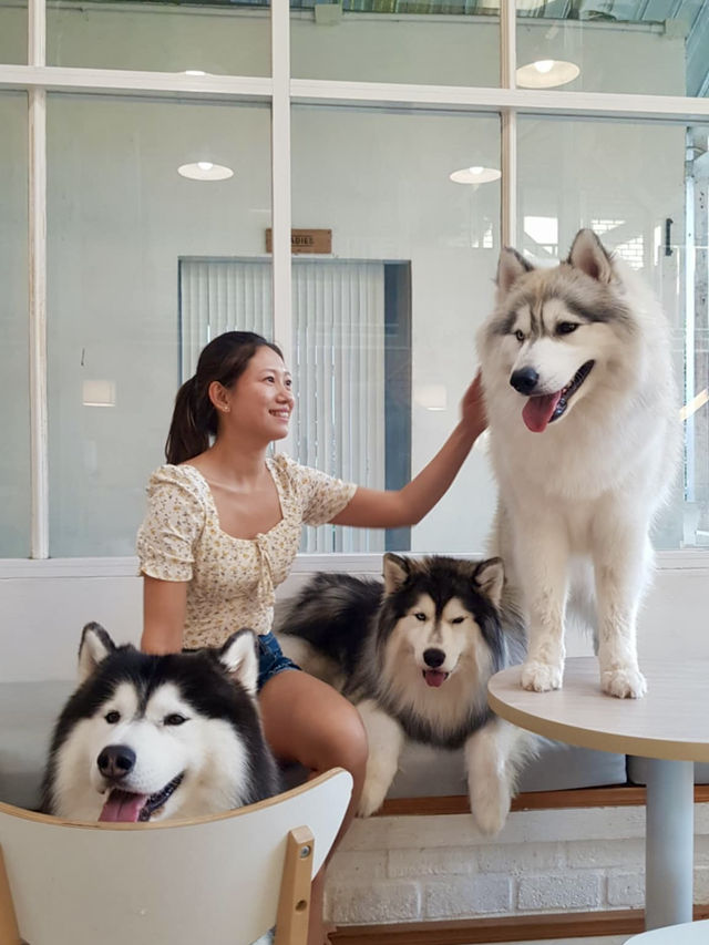 "The cutest dog café 🐶 @ Dog in Town!”