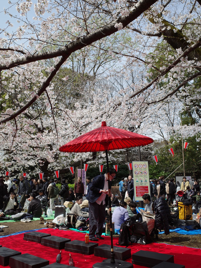 東京 上野恩賜公園 🌳🌸
