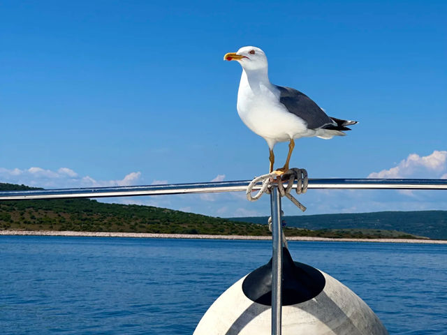 Revisiting Krk: My "Golden Island" Mediterranean Paradise! ☀️🏝️