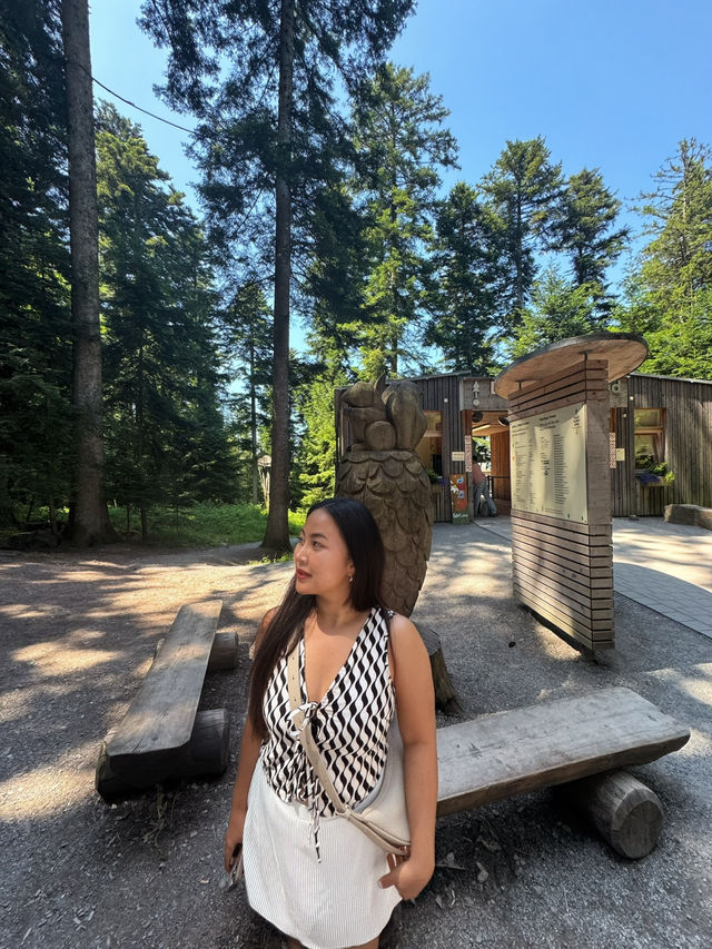🌲Black Forest Tree Top Walk 🇩🇪
