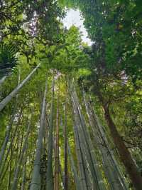 ⛩️綠色名古屋大佛【桃巖寺-下篇】