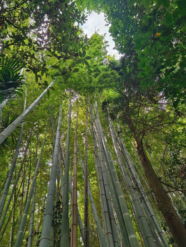 ⛩️綠色名古屋大佛【桃巖寺-下篇】