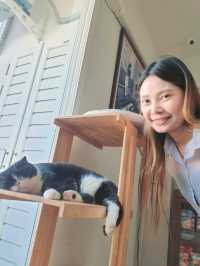 Catster by Kingdomoftigers พระประแดง