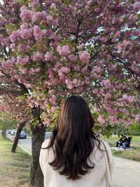 รีวิว 미사경장공원 (Misa Gyeongjang Park) 🌸