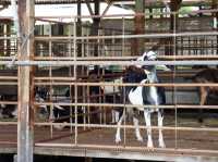 🐐 Goat Encounters & Fresh Milk Delights at Hay Dairies!