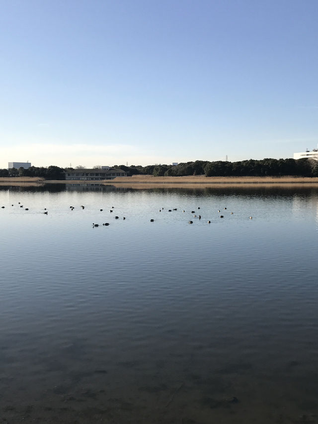 【千葉　習志野　谷津干潟公園と谷津バラ園】 