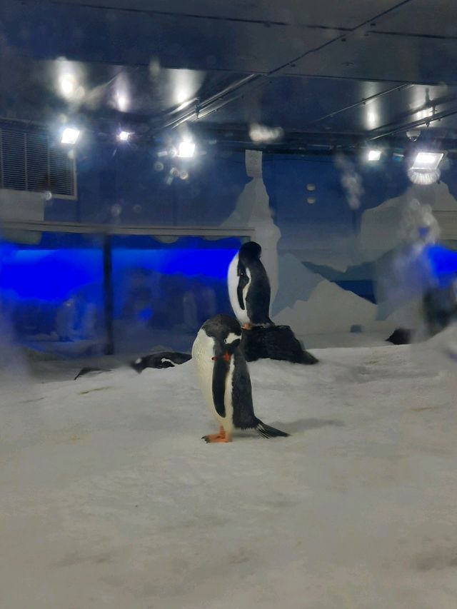 พาชม SEA LIFE Kelly Tarlton’s Aquarium, NZ🇳🇿