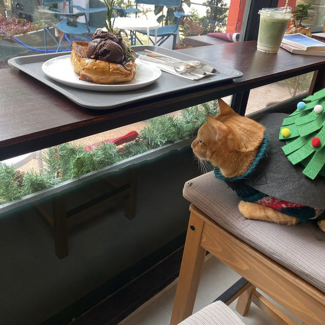 Mistletoe Flour Thyme – Pattaya