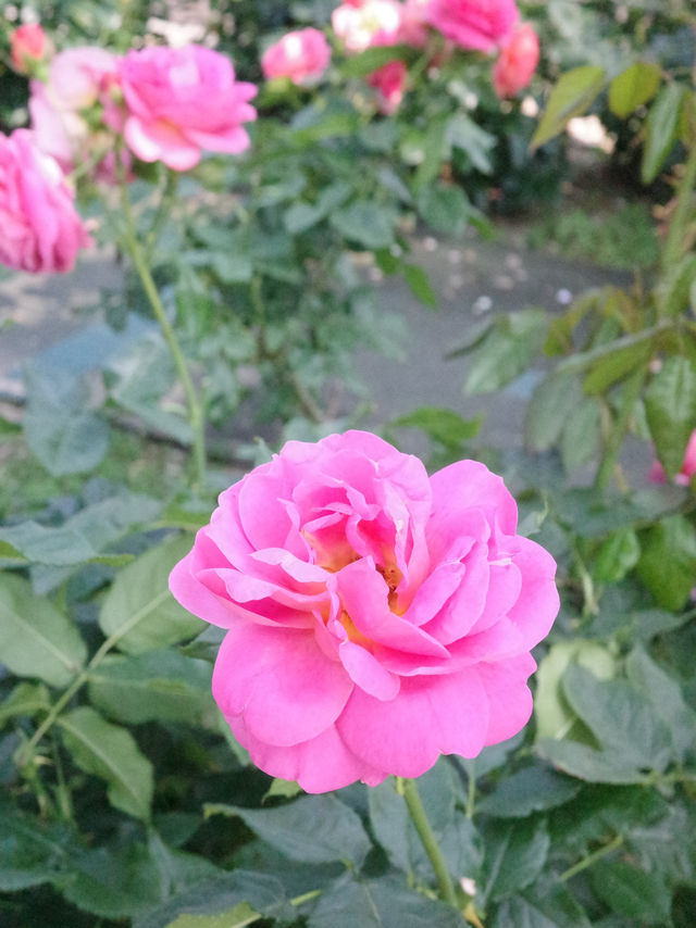 【大阪】🌸🌻万博記念公園で映えスポット巡り！太陽の塔に感動✨
