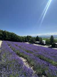 【夏の北海道】ラベンダー畑🪻の絶景スポット