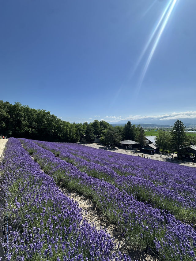 【夏の北海道】ラベンダー畑🪻の絶景スポット