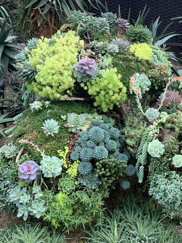 🌿 Cloud Forest — Singapore’s Climate-Controlled Paradise
