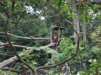 🦁 Singapore Zoo — A Wild Day in a Rainforest Wonderland