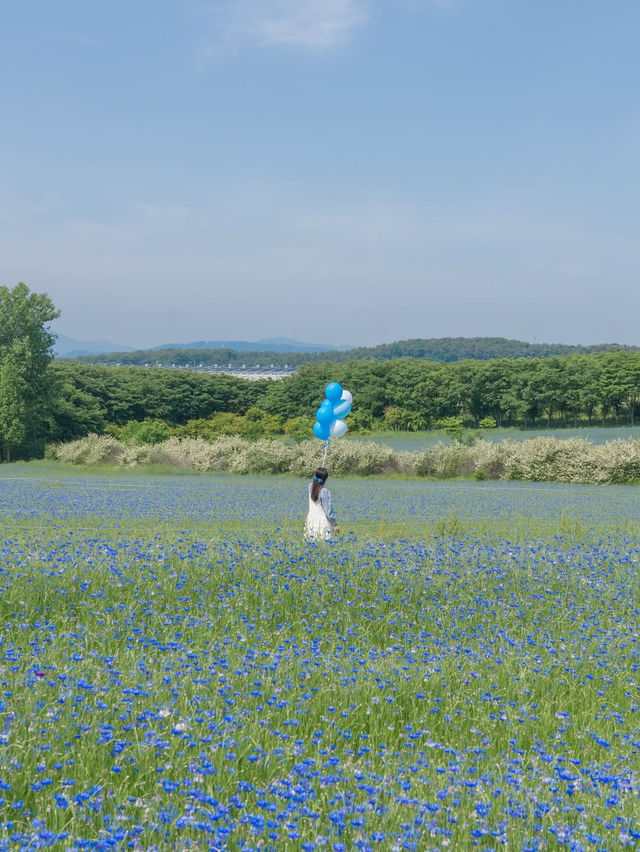 (실시간) 파란 물결 시작된 아그로랜드🌿💙