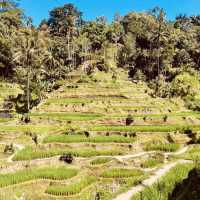 🌾✨ *Tegalalang Rice Terrace: Bali’s Iconic Emerald Staircase* ☀️🌿