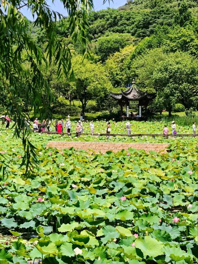 Xianghu Lake Lotus Gardens – Hangzhou’s Summer Masterpiece