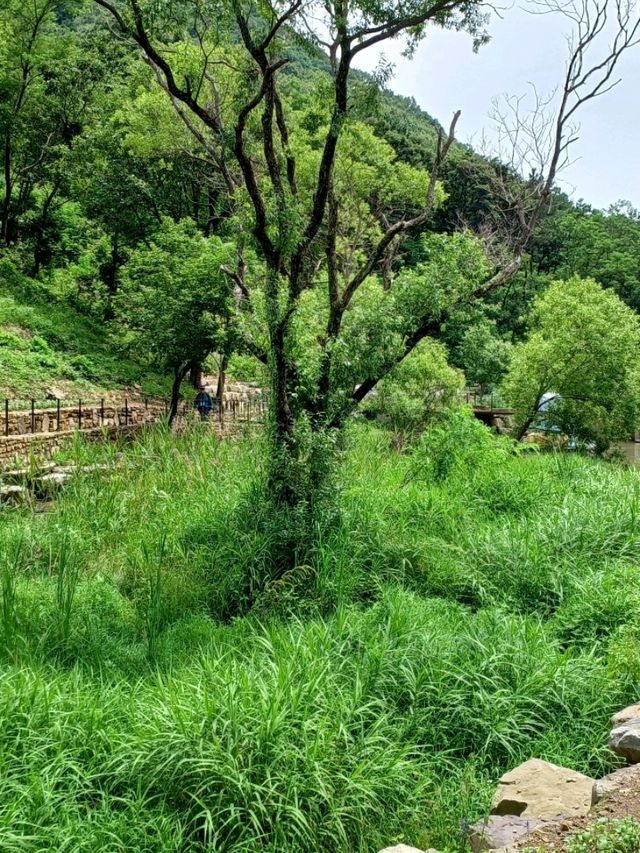 여름 산책의 청량한 기분