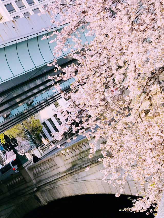 🎨春の日本橋から東京駅へ、江戸とアートを巡る1日