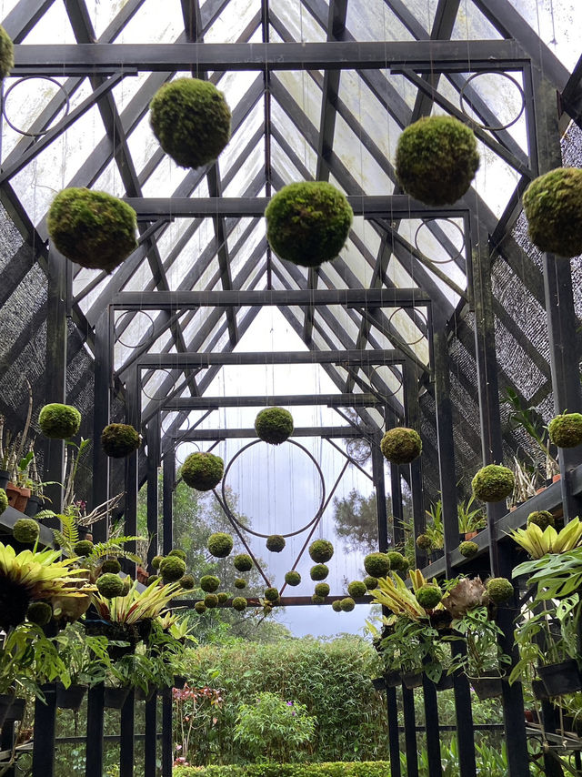 Discovering Serenity: A Journey Through Orchid Forest Cikole