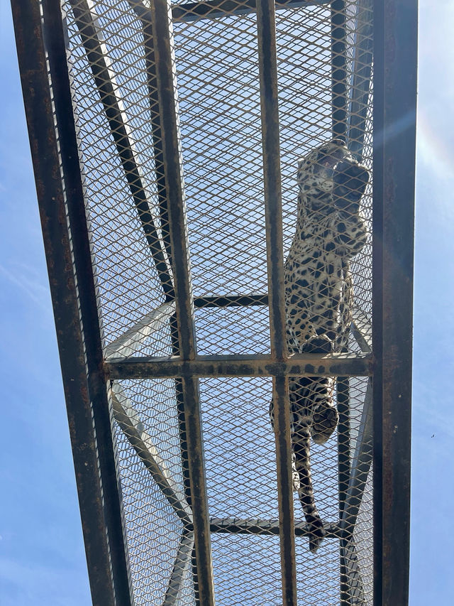 【韓国🇰🇷光州/動物園🦓】 우치공원동물원 全て無料でこのクオリティ‼️😳