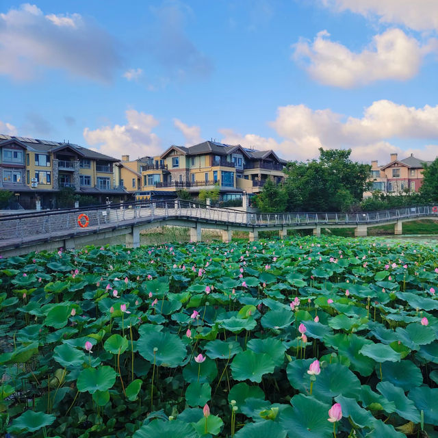 洋湖濕地公園~荷塘的詩意世界 🌸🌿 洋湖濕地公園~荷塘的詩意世界 🌸🌿