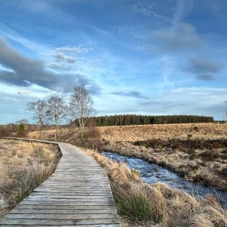 比利時神秘的高沼地——Haute Fagnes