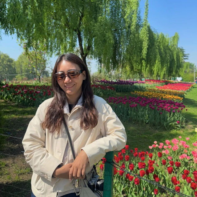Tulip Garden - Kashmir 🇮🇳