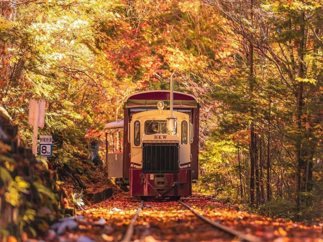 🌲 Akasawa Natural Recreational Forest – One of Japan’s Most Beautiful Forests 🌲
