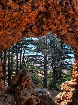 🌲 Cedars of God – Lebanon’s Timeless Forest