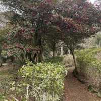 Halla Arboretum, Jeju Island,S.Korea