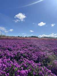 Best autumn escapes near Seoul-Nari Park in Yangju