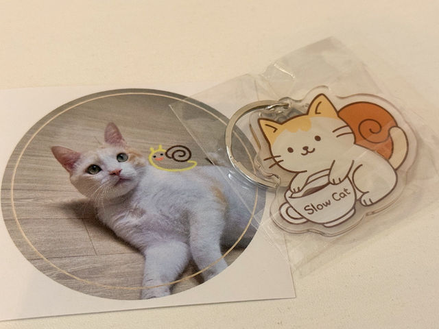 전주 만성동 브런치 양식 맛집, 고양이 감성 가득한 슬로우캣 